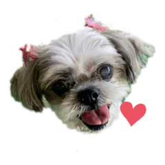 [LINEスタンプ] シーズーのミッキー2