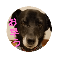 [LINEスタンプ] 黒犬 レイの挨拶1