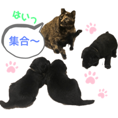 [LINEスタンプ] ラブラドールパピー粒明太子2nd