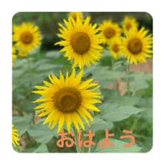 [LINEスタンプ] 花でごあいさつ