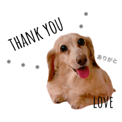 [LINEスタンプ] ミニチュアダックスフント クリーム3