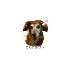 [LINEスタンプ] ナッちゃんとふっくん