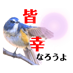 [LINEスタンプ] 幸せを運ぶ青い鳥たち【正規版】