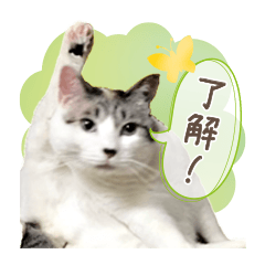 [LINEスタンプ] ぽってりキュートな猫達
