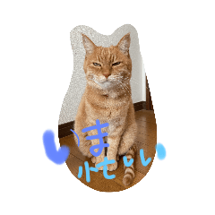 [LINEスタンプ] 日々ねこ。