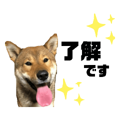 [LINEスタンプ] 【四国犬】敬語のお返事 たろくん