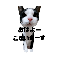 [LINEスタンプ] クレスタンプ1