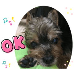 [LINEスタンプ] 黒いヨーキーりゅうのスタンプ