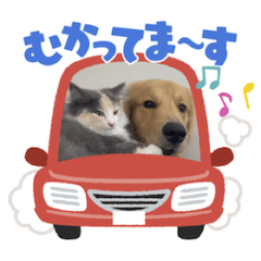 [LINEスタンプ] びす家物語（びすけ、みるふ）／maro05