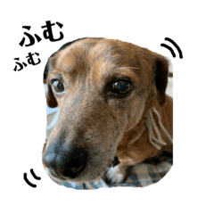 [LINEスタンプ] 愛犬ことらの使えるスタンプ(4)