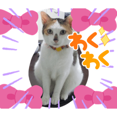 [LINEスタンプ] 日本の猫の暮らし