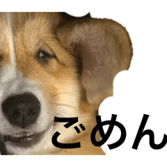 [LINEスタンプ] クセ強めなコーギー