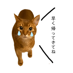 [LINEスタンプ] ネコのアビちゃん