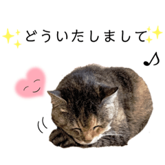 [LINEスタンプ] (=^ェ^=)我が家のにゃん