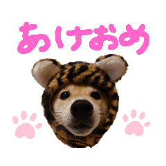 [LINEスタンプ] 豆柴こてつのスタンプNO.3