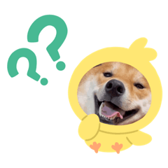 [LINEスタンプ] 柴犬 今日のはち君