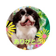 [LINEスタンプ] 狆犬 ふーちゃん3