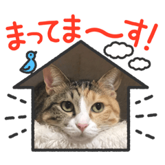 [LINEスタンプ] 主人もがっち