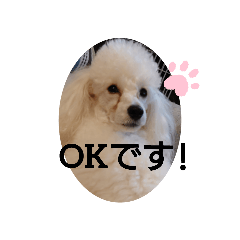 [LINEスタンプ] プードル犬kohakuくん敬語丁寧語
