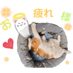 [LINEスタンプ] おとぼけちーにゃんラスト