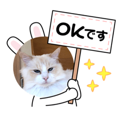 [LINEスタンプ] ふわふわラグドールのみーちゃん
