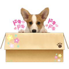 [LINEスタンプ] コーギー＆ダックス ふうたこまりスタンプ