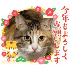 [LINEスタンプ] モガおめ