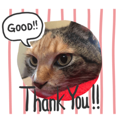 [LINEスタンプ] 縞三毛もこっち2