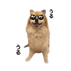 [LINEスタンプ] りくちゃんスタンプ（ぶさいく）