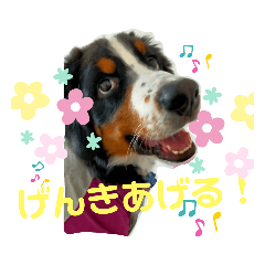 [LINEスタンプ] 結太元気なバーニーズ 5ヶ月