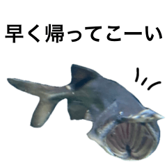 [LINEスタンプ] 魚達の家族連絡スタンプ