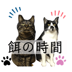 [LINEスタンプ] 茶トラとハチワレスタンプ