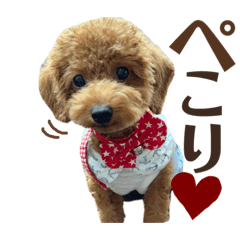 [LINEスタンプ] ほったんほったん/使えるスタンプ