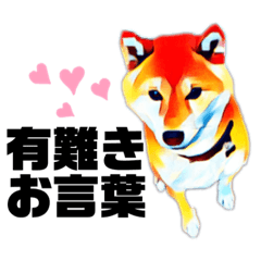 [LINEスタンプ] リアルな柴犬スタンプ