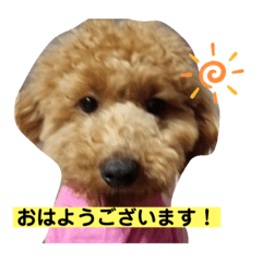 [LINEスタンプ] 愛犬サニーの毎日