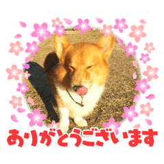 [LINEスタンプ] 可愛いコーギーちゃん