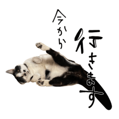 [LINEスタンプ] 我が家のにゃんちゅう2