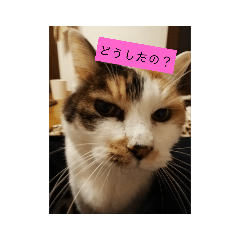 [LINEスタンプ] 猫質問