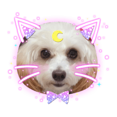 [LINEスタンプ] トイプードルのルフィのスタンプ