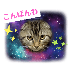 [LINEスタンプ] 琥珀と銀次郎②
