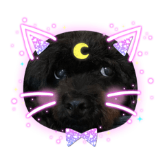 [LINEスタンプ] トイプードルのチョッパー2