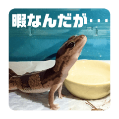 [LINEスタンプ] コッペとオレオの生活