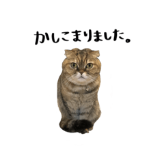 [LINEスタンプ] スコティッシュフォールドの小梅2