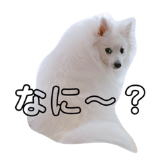 [LINEスタンプ] 日本スピッツ☆ユキチ