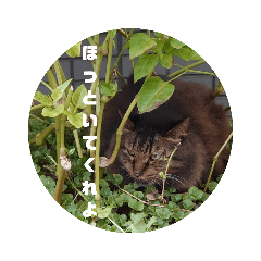 [LINEスタンプ] ボサノバと仲間たち