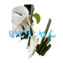 [LINEスタンプ] 窓辺の観葉植物