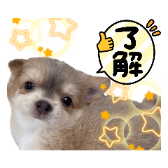 [LINEスタンプ] ランちゃんわんこスタンプ