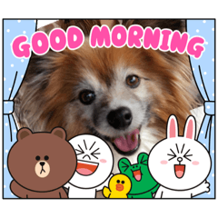 [LINEスタンプ] くうちゃんカーラちゃんのかわいいスタンプ