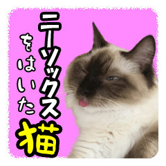 [LINEスタンプ] だいふくとラム白いニーソックスを履いた猫