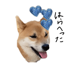 [LINEスタンプ] うちの柴犬ちゃん